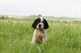 SETTER ANGLAIS 227